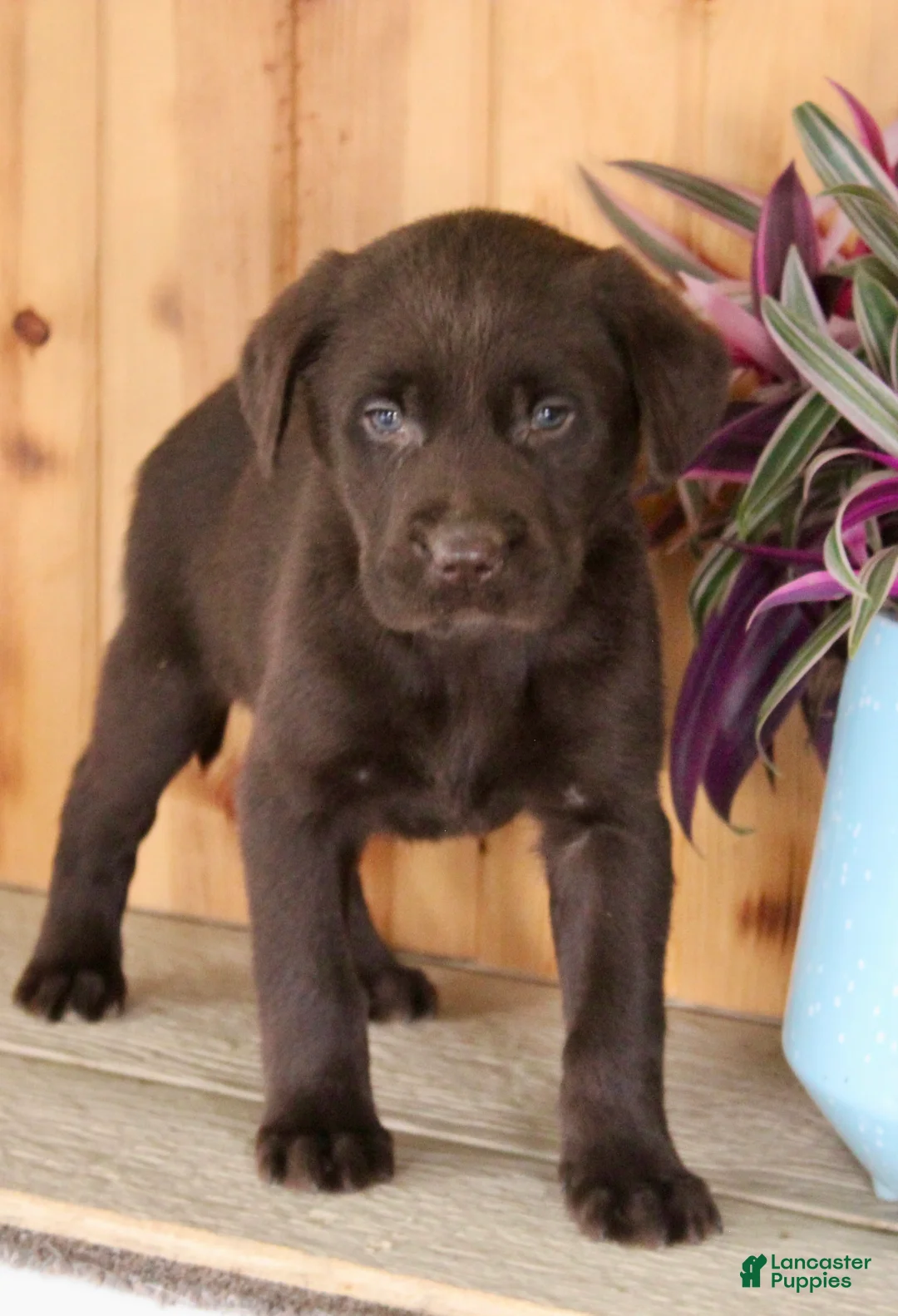 Labrador Retriever dogs for sale: Maxx - Ad 1