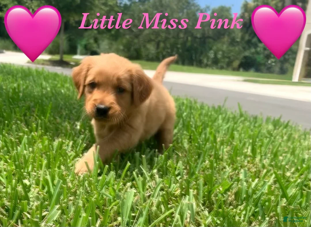Golden Retriever dogs for sale: Miss pink  - Ad 1