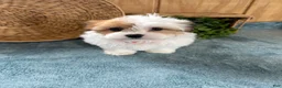 Teddy Bear dogs for sale: Precious - Ad 13