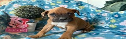 Boxer dogs for sale: Clover  - Ad 5