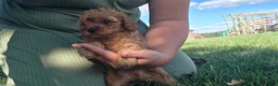 Cavapoo dogs for sale: Harley - Ad 10