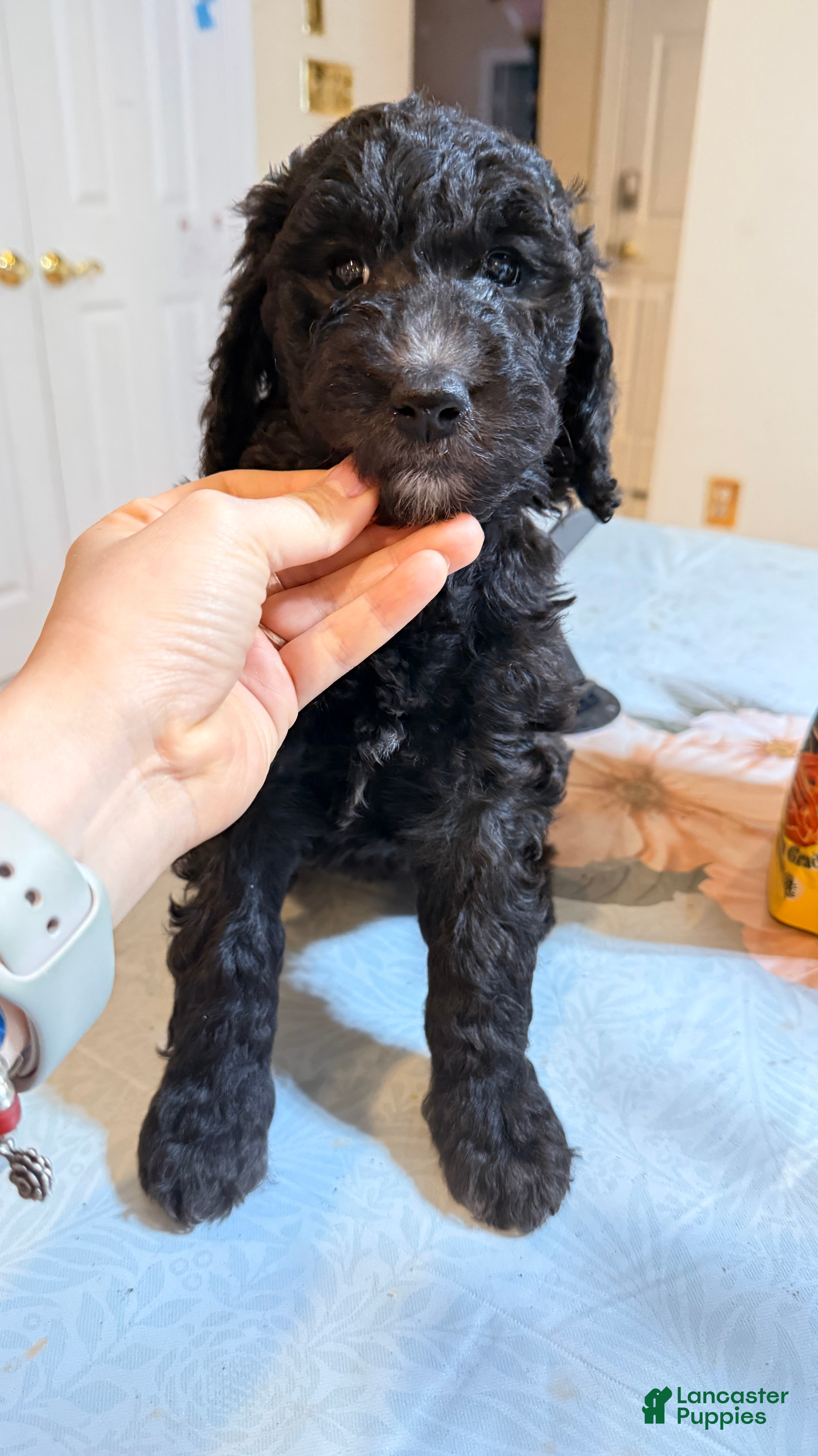 Standard Poodle dogs Standard Poodle Puppy 6 - Ad 12