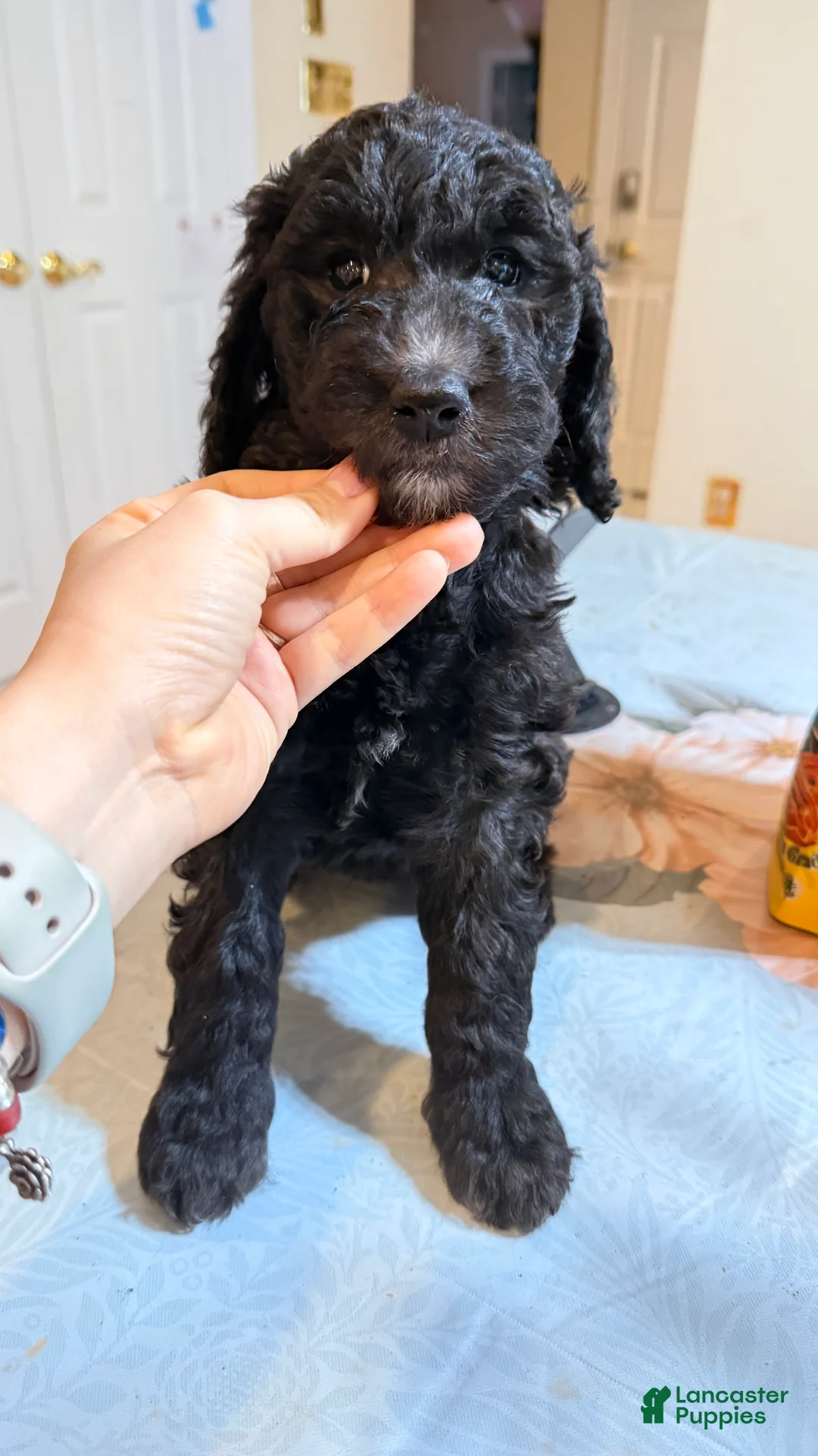 Standard Poodle dogs for sale: Standard Poodle Puppy 6 - Ad 1
