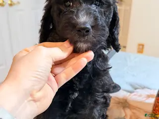 Standard Poodle dogs Standard Poodle Puppy 6 - Ad 12