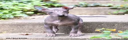 Mixed Breed dogs for sale: Citlalli - Ad 4