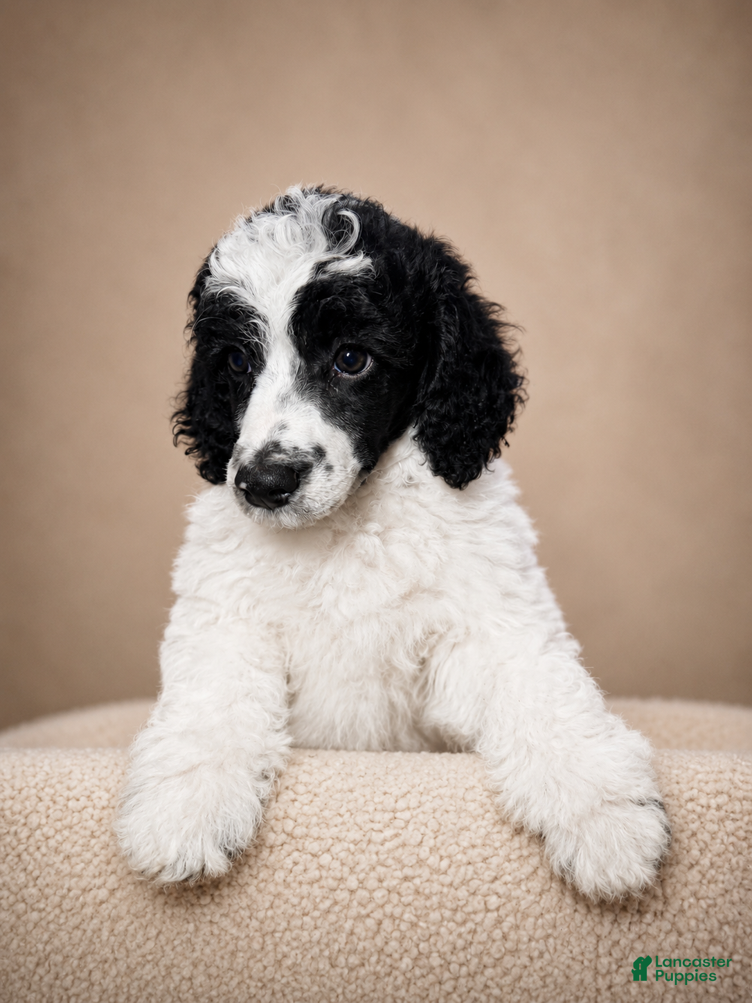 Miniature Poodle dogs Mini Poodle Blue - Ad 2