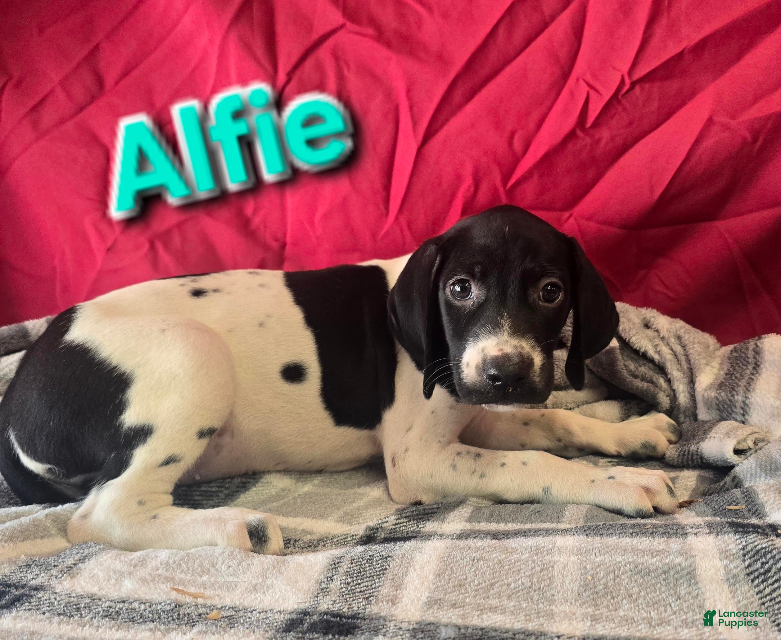 German Shorthaired Pointer dogs for sale: ALFIE - Ad 1