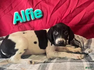 German Shorthaired Pointer dogs ALFIE - Ad 27