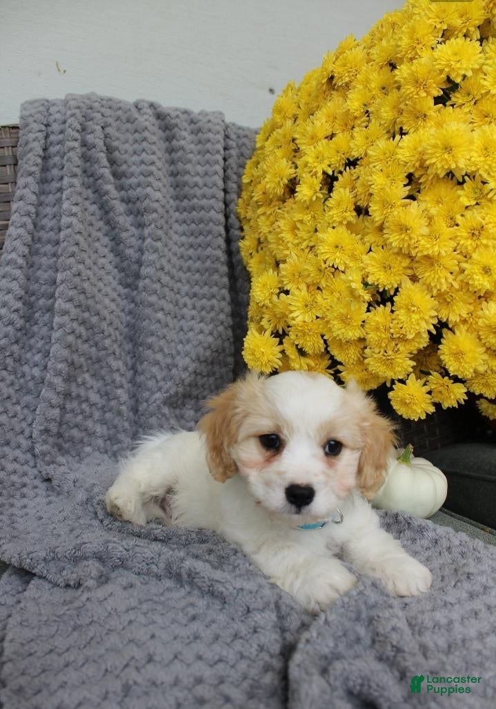 Cavachon dogs Sport - Ad 2