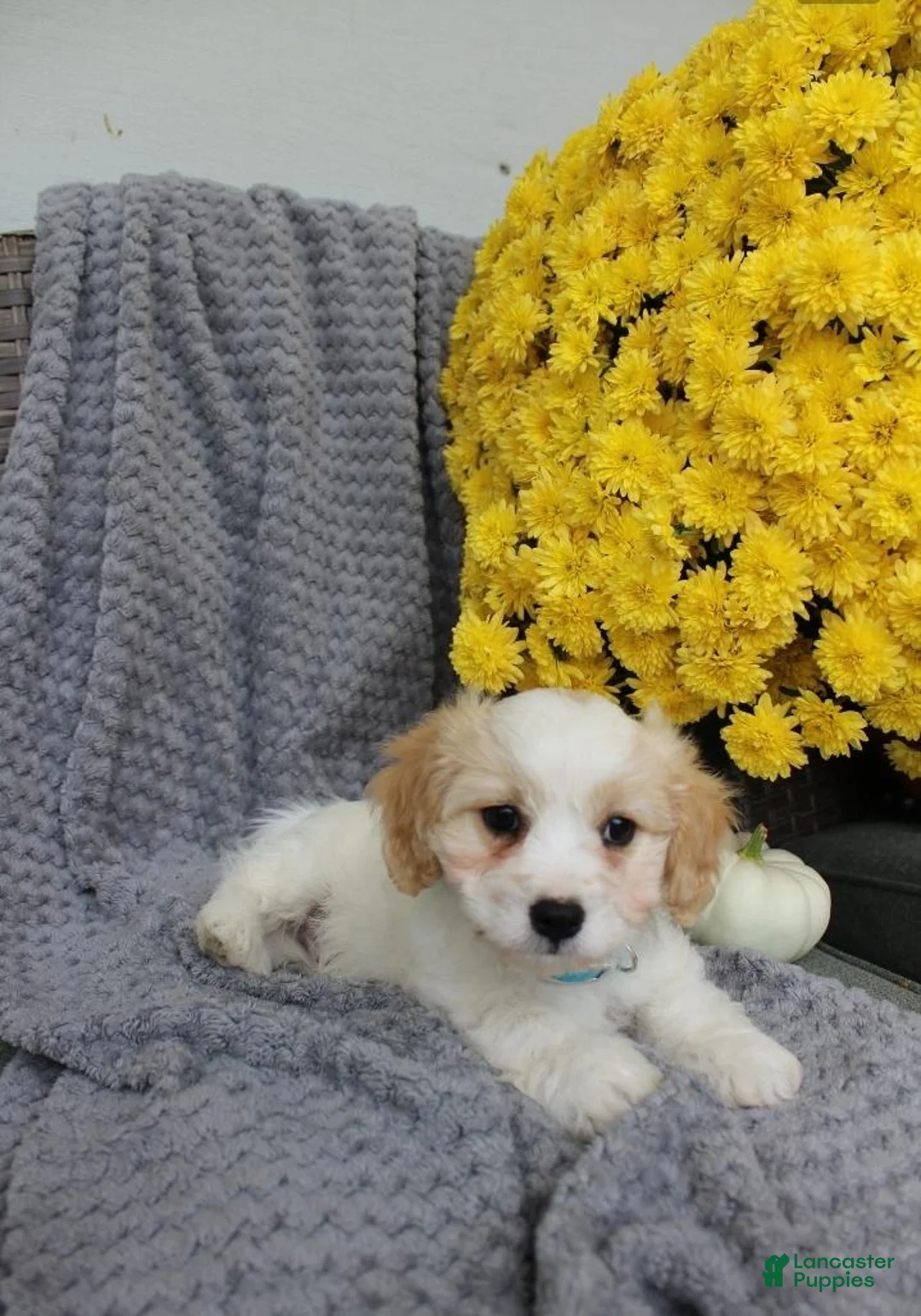 Cavachon dogs for sale: Sport - Ad 2