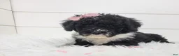 Portuguese Water Dog dogs for sale: Jovi - Ad 8