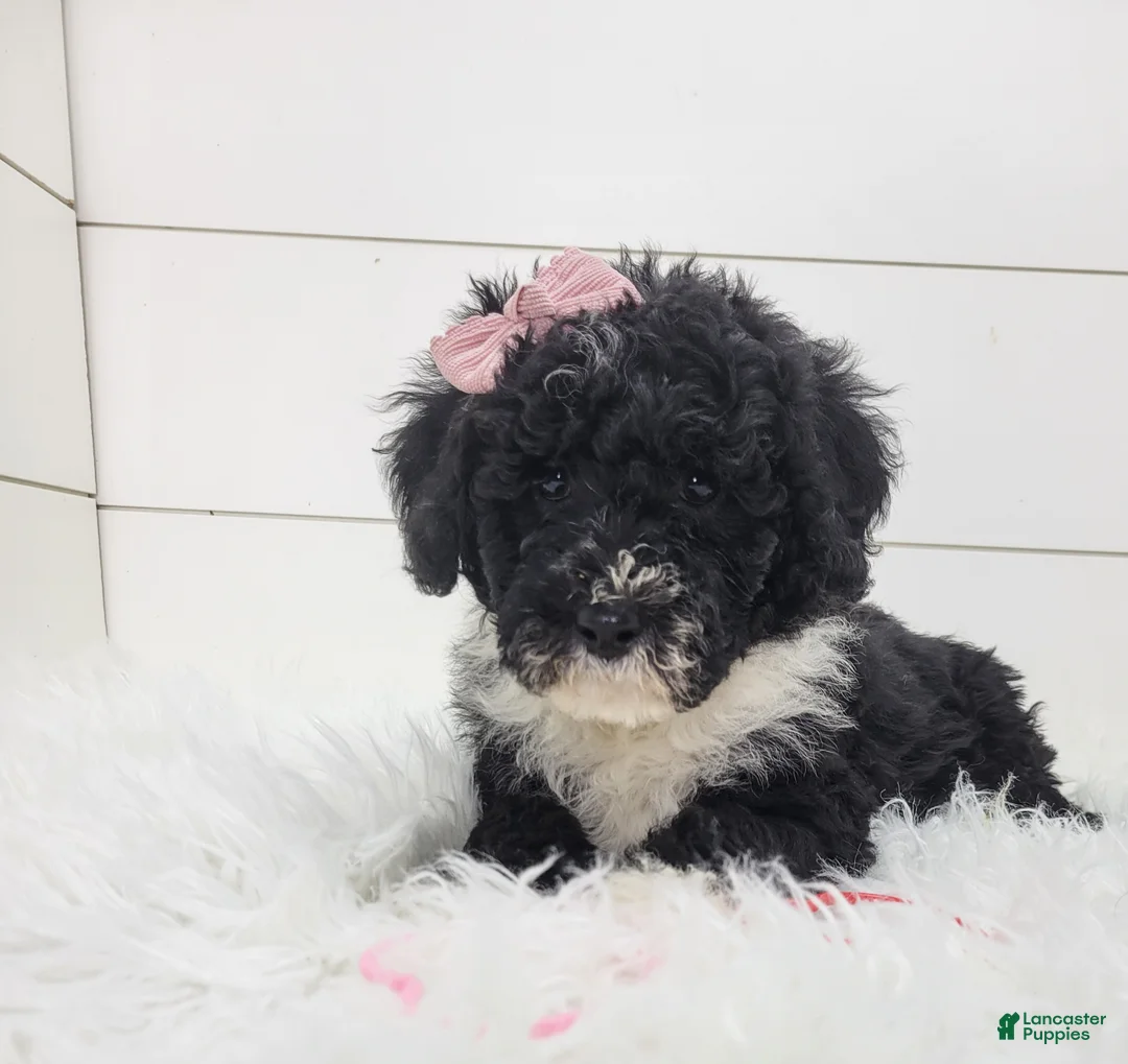 Portuguese Water Dog dogs for sale: Jovi - Ad 8