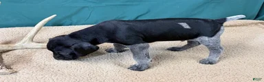 GSP male Star
