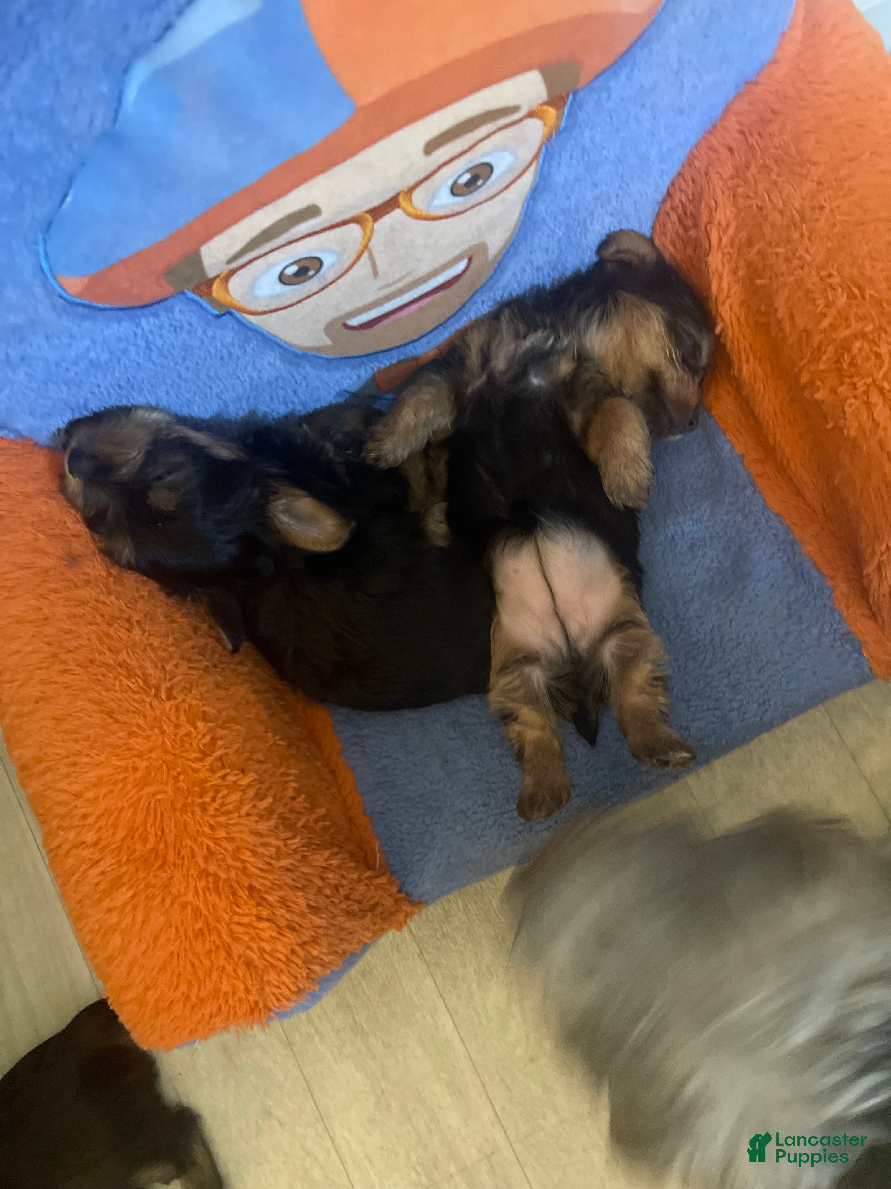 Yorkiepoo dogs Yorkiepoo Puppy 2 - Ad 37