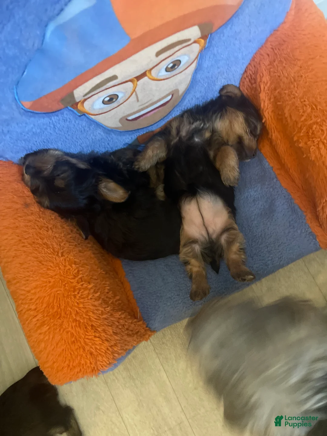 Yorkiepoo dogs for sale: Yorkiepoo Puppy 2 - Ad 1