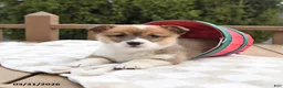 Welsh Corgi Pembroke dogs for sale: Sadie - Ad 1