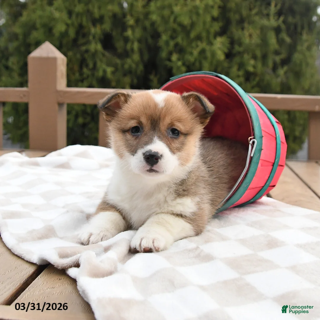 Welsh Corgi Pembroke dogs for sale: Sadie - Ad 1