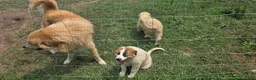 Mixed Breed dogs for sale: Lola  - Ad 3