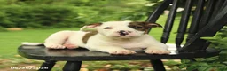Mixed Breed dogs for sale: Jefferson - Ad 2