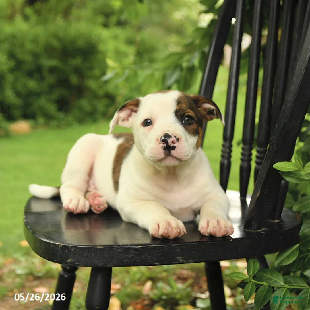 Mixed Breed dogs for sale: Jefferson - Ad 2