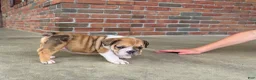 English Bulldog dogs for sale: Precious - Ad 4