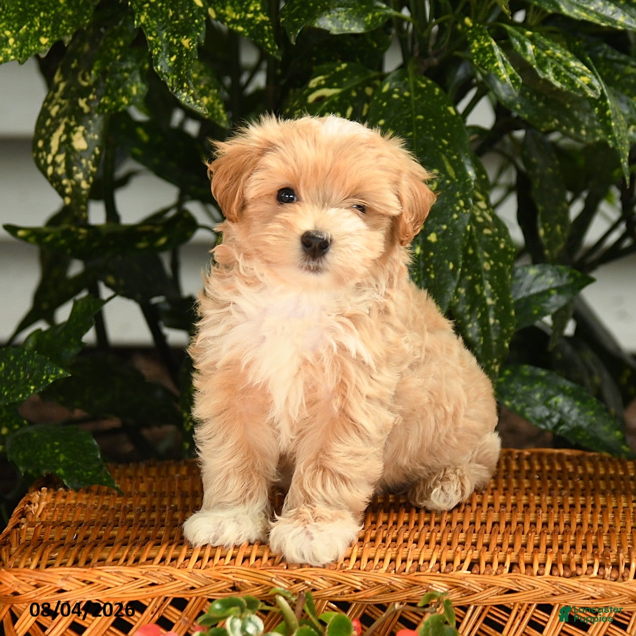 Maltipoo dogs Preston - Ad 1
