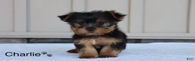 Charlie
