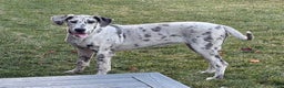 Great Dane dogs for sale: Wendy - Ad 1
