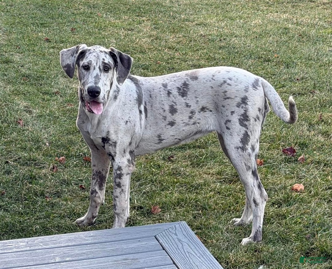 Great Dane dogs for sale: Wendy - Ad 1