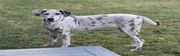 Great Dane dogs for sale: Wendy - Ad 1