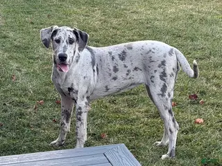 Great Dane dogs Wendy - Ad 6