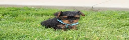 Yorkiepoo dogs for sale: Enzo - Ad 5