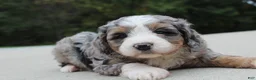 Mini Bernedoodle dogs for sale: Sammy  - Ad 4