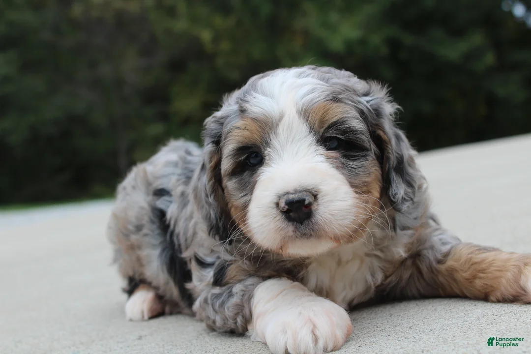 Mini Bernedoodle dogs for sale: Sammy  - Ad 4