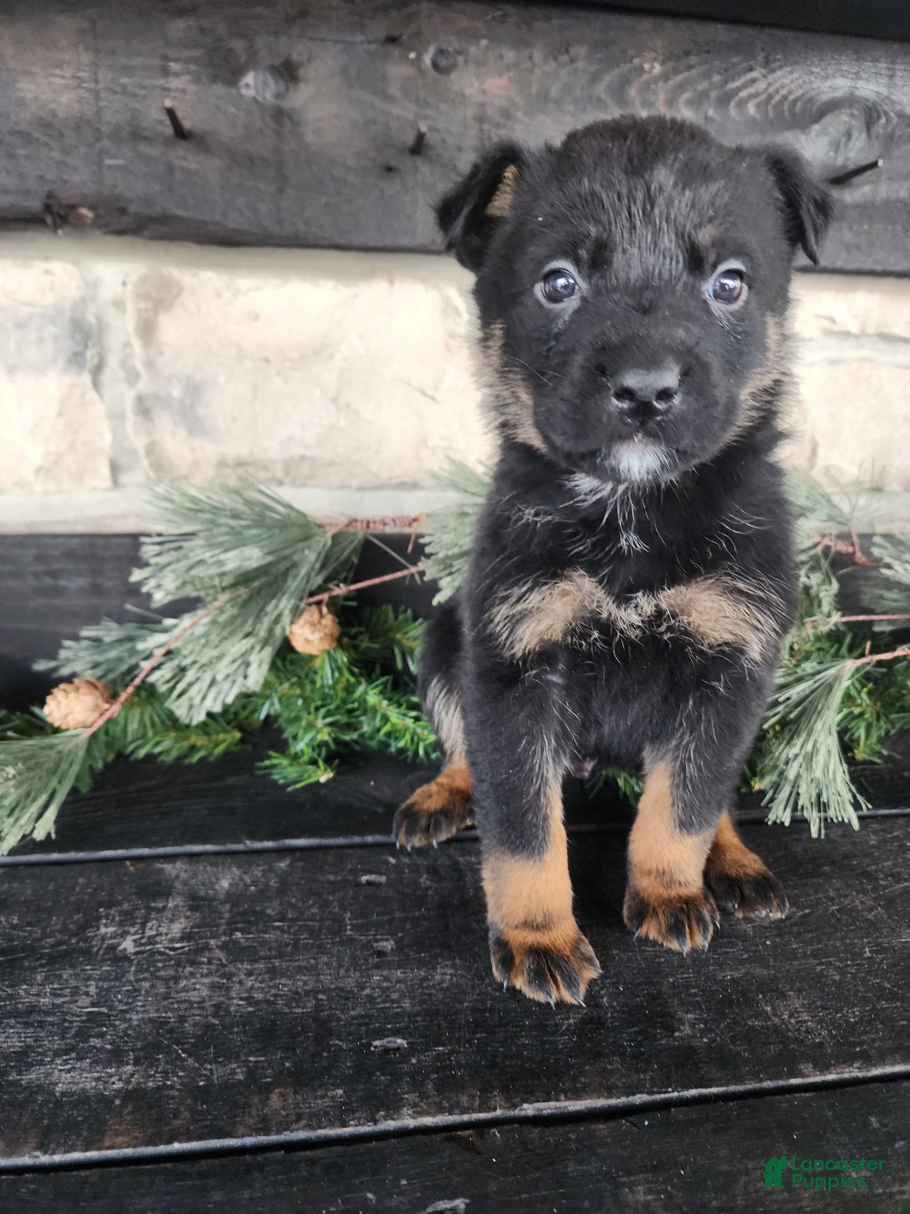 Mixed Breed dogs Ricky - Ad 4