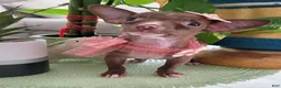 Chihuahua dogs for sale: Chihuahua 2 TEACUP LIL CHOCOLATE - Ad 3