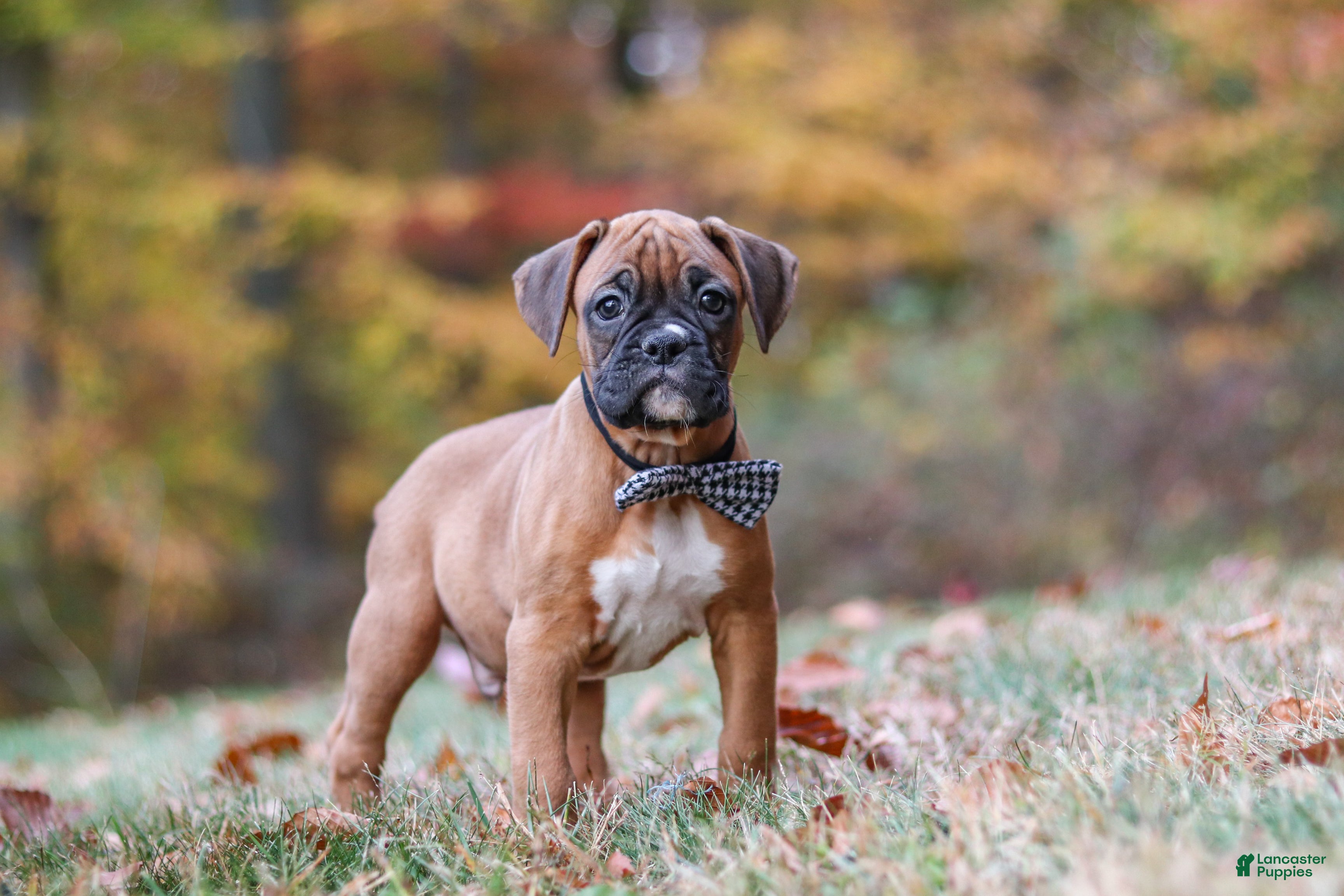 Boxer dogs for sale: Hudson - Ad 1