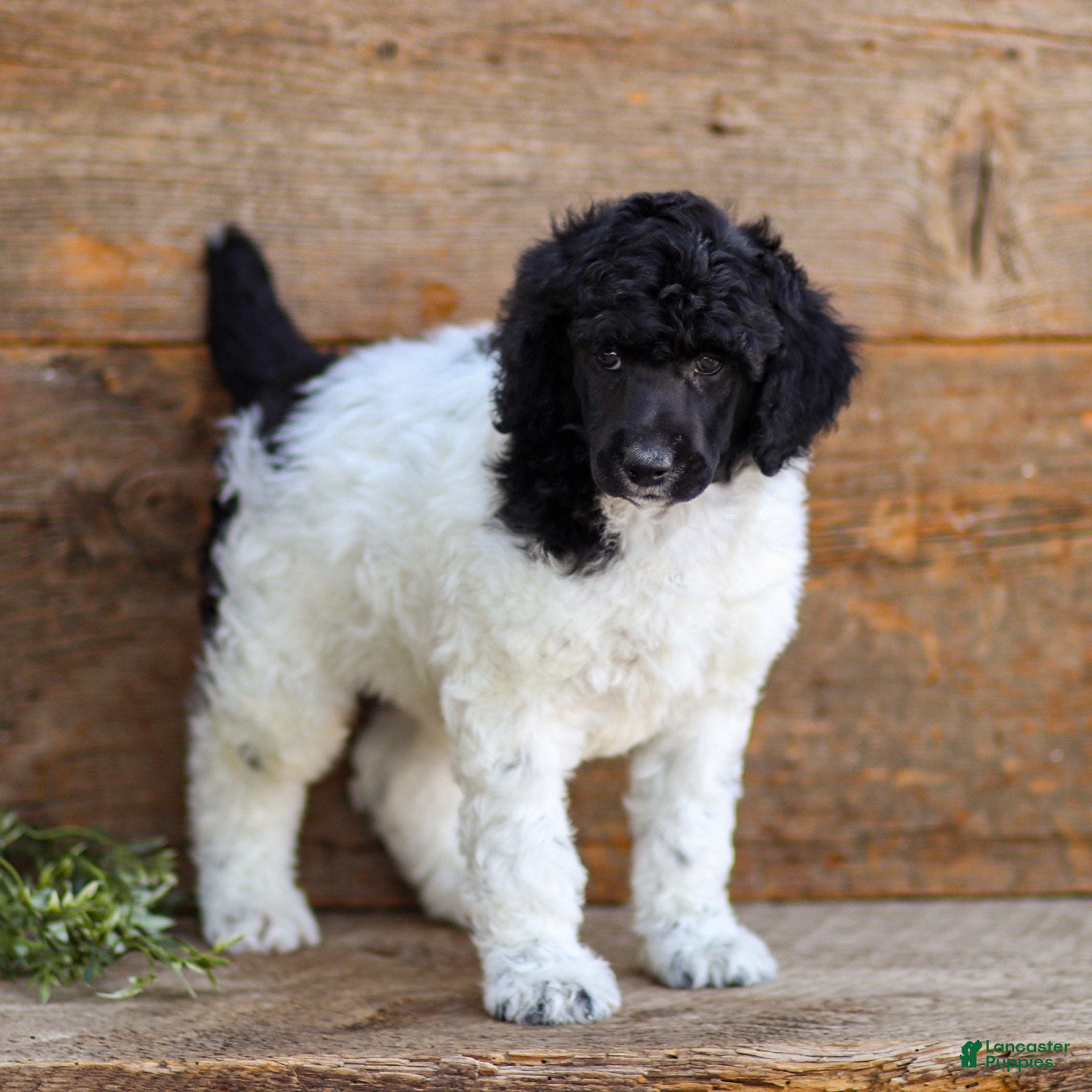 Standard Poodle dogs Freddie - Ad 2