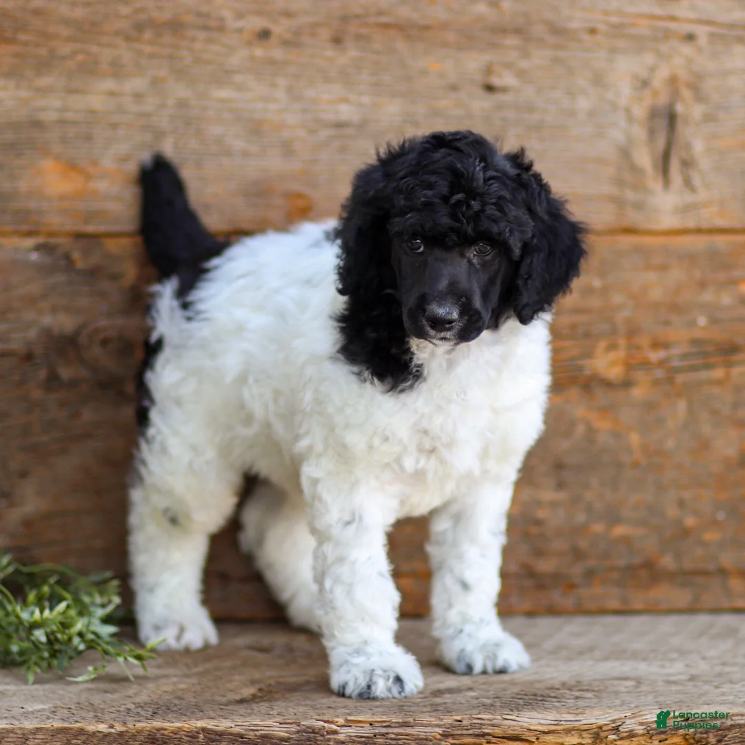 Standard Poodle dogs for sale: Freddie - Ad 2