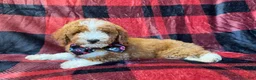 Miniature Poodle dogs for sale: Twix - Ad 8