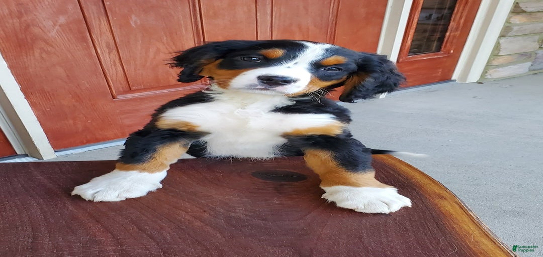 Gallery Image {{count}}