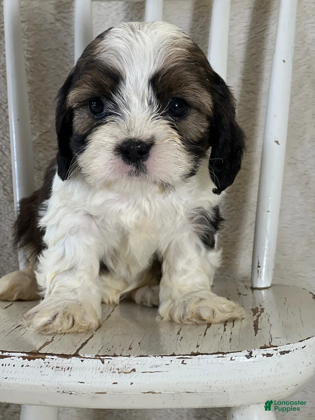 Mixed Breed dogs for sale: Westley - Ad 1