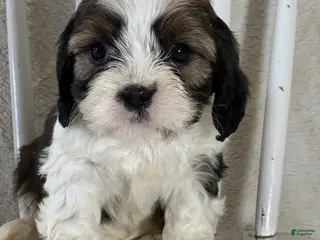 Mixed Breed dogs Westley - Ad 42