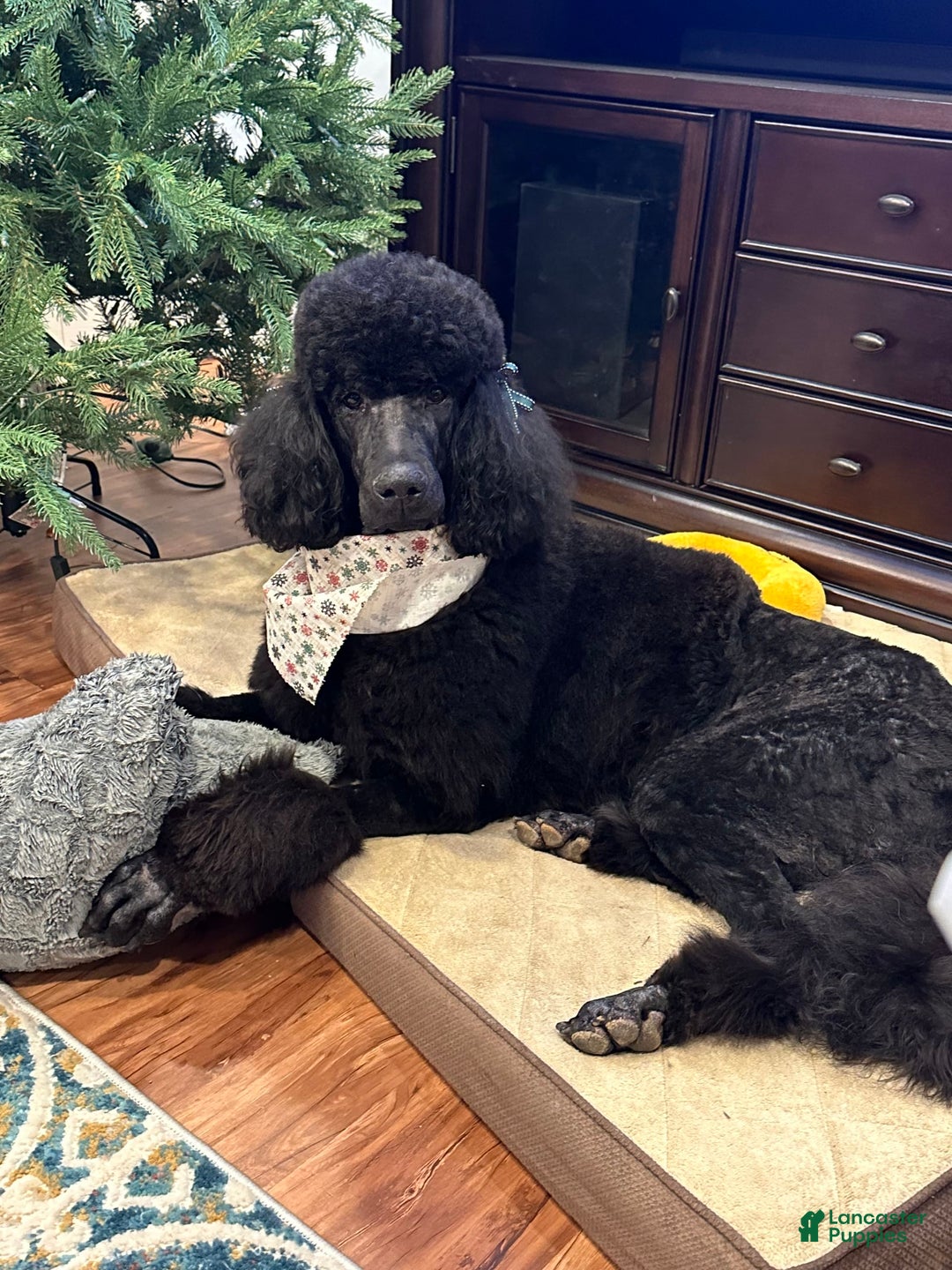 Gallery Image {{count}}