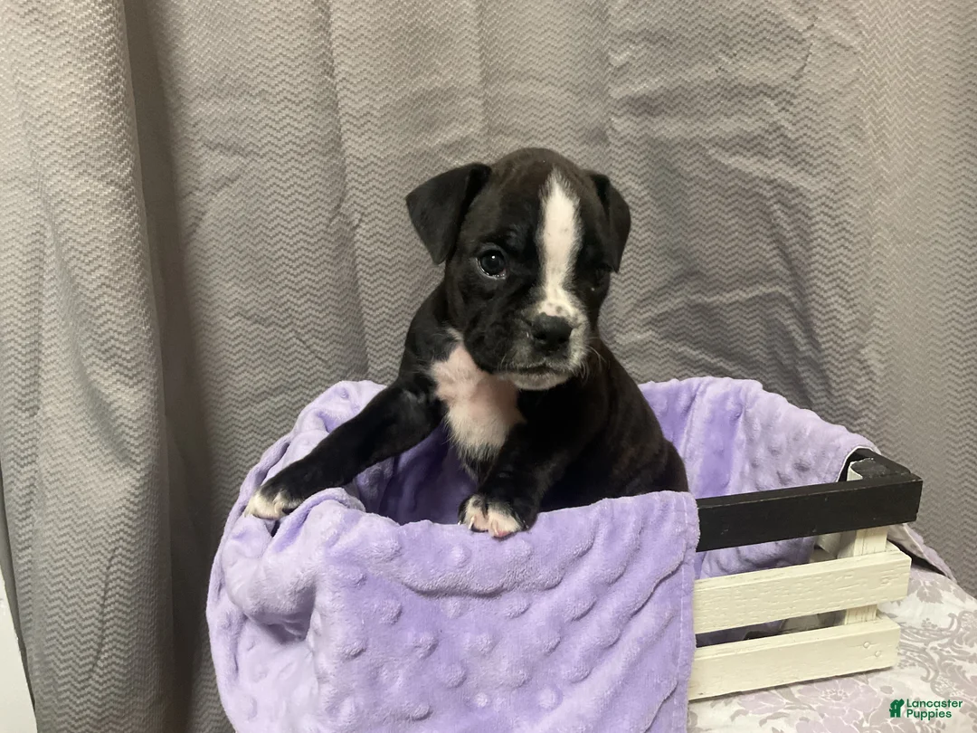 Boxer dogs for sale: 🪻 BLUEBELL - Ad 1