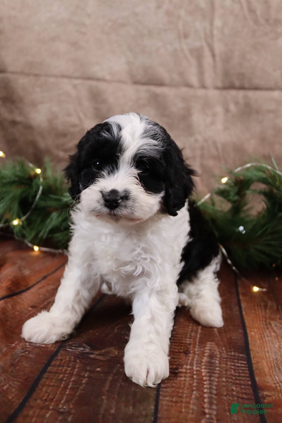 Cavapoo dogs for sale: Snockflake - Ad 2