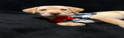 Labrador Retriever dogs for sale: Scrappy-Doo (lime)  - Ad 4