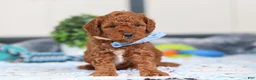 Mini Goldendoodle dogs for sale: Nash - Ad 6