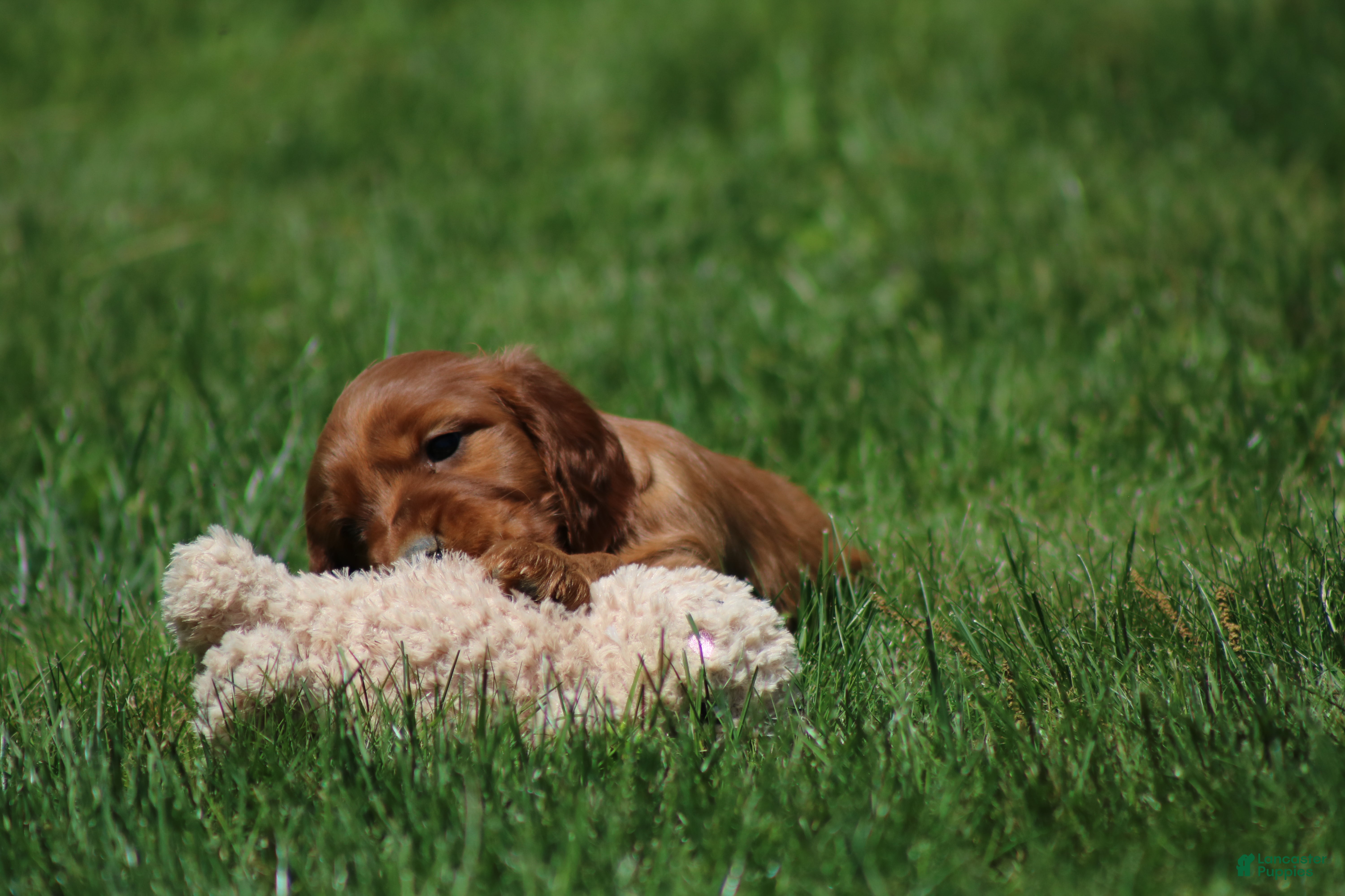 Irish Setter dogs Milo - Ad 2