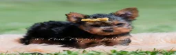 Yorkshire Terrier dogs for sale: Copper - Ad 3